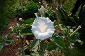 Datura wrightii (angel’s trumpet, sacred thorn-apple, sacred datura, western jimson weed, belladonna, toloache, Jimsonweed, thorn-apple, angel trumpet)