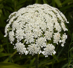 Daucus carota (Queen Anne’s lace, wild carrot, bird’s nest, bishop’s lace)
