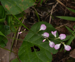 Desmodium nudiflorum (naked tick-trefoil, nakedflower ticktrefoil)
