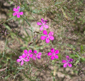 Dianthus deltoides (maiden pink)