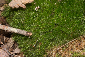 Dicranum scoparium (windswept moss, broom forkmoss, dicranum moss)
