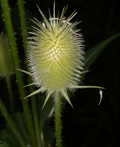 Dipsacus sativus (Indian teasel)