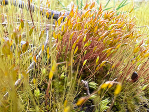 Ditrichum pallidum (pale ditrichum moss)