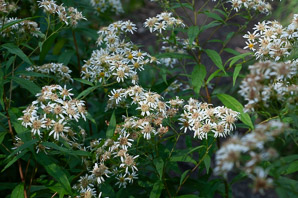 Doellingeria umbellata (flat-topped white aster, umbellate aster, parasol whitetop, tall flat-topped white aster)
