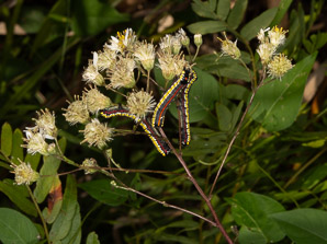 Doellingeria umbellata (flat-topped white aster, umbellate aster, parasol whitetop, tall flat-topped white aster)