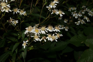 Doellingeria umbellata (flat-topped white aster, umbellate aster, parasol whitetop, tall flat-topped white aster)