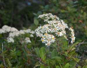 Doellingeria umbellata (flat-topped white aster, umbellate aster, parasol whitetop, tall flat-topped white aster)
