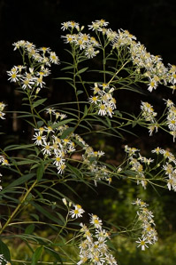 Doellingeria umbellata (flat-topped white aster, umbellate aster, parasol whitetop, tall flat-topped white aster)