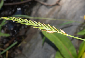 Elymus repens (couch grass, quackgrass)
