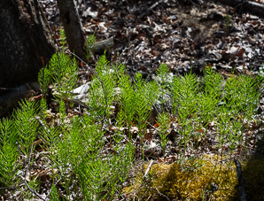 Equisetum arvense (field horsetail)