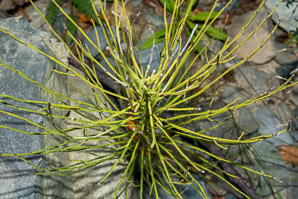 Equisetum pratense (meadow horsetail)