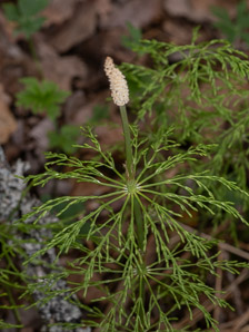 Equisetum sylvaticum (wood horsetail, woodland horsetail)