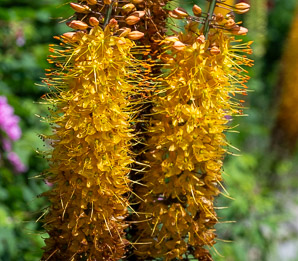 Eremurus stenophyllus (foxtail lily)