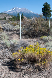 Ericameria bloomeri (rabbitbrush, rabbitbush)