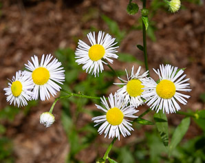 Erigeron annuus (daisy fleabane, rough fleabane, eastern daisy fleabane)