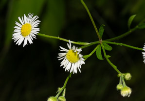 Erigeron annuus (daisy fleabane, rough fleabane, eastern daisy fleabane)