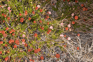 Eriogonum fasciculatum (California buckwheat, Eastern mojave buckwheat)