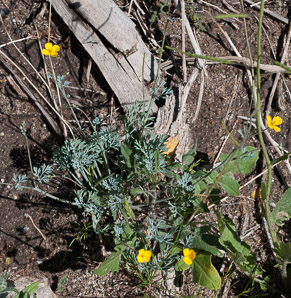 Eschscholzia parishii (desert poppy, Parish’s poppy)