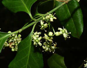Euonymus fortunei (common wintercreeper, climbing euonymous, Fortune’s spindle, wintercreeper, climbing euonymus, winter creeper)