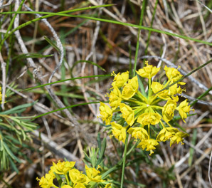 Euphorbia cyparissias (cypress spurge, spurge)
