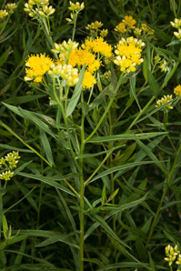 Euthamia graminifolia (flat-top goldentop, lance-leaved goldenrod, grass-leaved goldenrod, flat-topped goldentop)