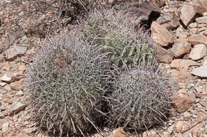 Ferocactus cylindraceus (compass barrel, fishhook cactus, barrel cactus, California barrel cactus, biznaga, cliff barrel cactus, compass cactus, desert barrel cactus, golden-spined barrel cactus, le conte barrel cactus, spiny barrel cactus)