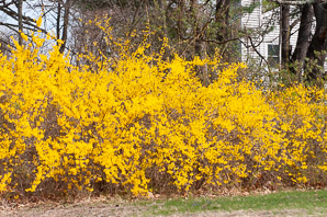 Forsythia × (forsythia)
