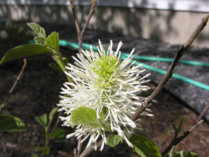 Fothergilla major (fothergilla, Mt. Airy fothergilla)