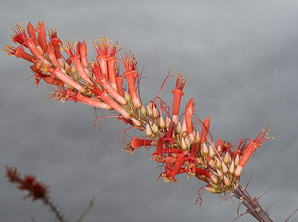 Fouquieria splendens (ocotillo, coachwhip, Jacob’s staff, vine cactus)