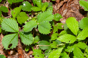 Fragaria vesca (alpine strawberry, white strawberry, woodland strawberry)
