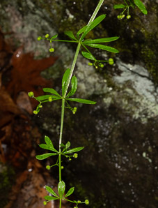 Galium triflorum (fragrant bedstraw, sweet-scented bedstraw)
