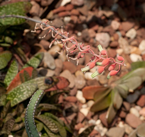Gasteria brachyphylla (Klein Karoo gasteria)