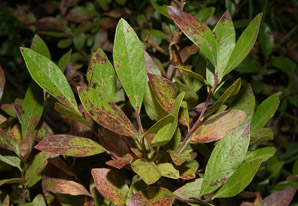 Gaylussacia baccata (black huckleberry, common huckleberry)