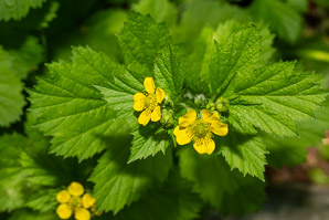 Geum macrophyllum (largeleaf avens, big-leaved avens)