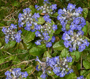 Glechoma hederacea (ground-ivy, gill-over-the-ground, creeping charlie, alehoof, tunhoof, catsfoot, field balm, run-away-robin, ground ivy)