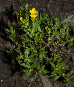 Gratiola aurea (golden hedge-hyssop, golden hedgehyssop)