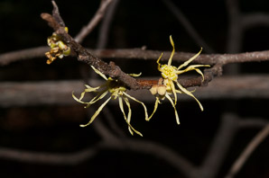 Hamamelis virginiana (witch-hazel, American witchhazel, winterbloom, witch hazel)