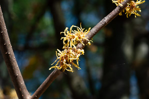 Hamamelis virginiana (witch-hazel, American witchhazel, winterbloom, witch hazel)