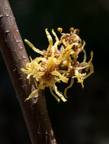Hamamelis virginiana (witch-hazel, American witchhazel, winterbloom, witch hazel)