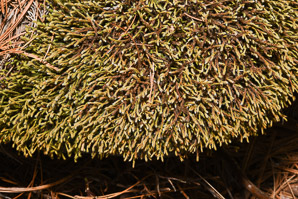 Hedwigia ciliata (white-tipped moss, fringed hoar-moss, ciliate hedwigia moss)