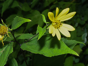 Helianthus divaricatus (woodland sunflower)