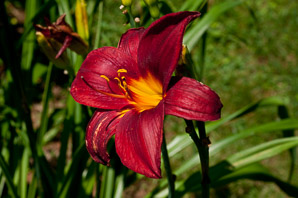 Hemerocallis L. (daylily)