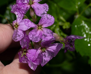 Hesperis matronalis (dame’s rocket, dame’s violet, mother of the evening, dames rocket)