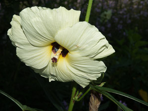 Hibiscus L. (hibiscus, rose of Sharon, rosemallow)