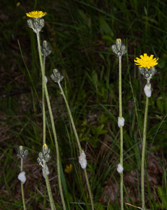 Hieracium caespitosum (field hawkweed, yellow hawkweed, meadow hawkweed, king devil, yellow paintbrush, devil’s paintbrush, yellow devil, yellow fox-and-cubs, yellow king-devil)