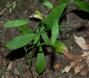 Hieracium paniculatum (panicled hawkweed, Allegheny hawkweed)