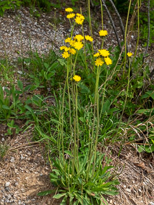 Hieracium piloselloides (glaucous hawkweed)