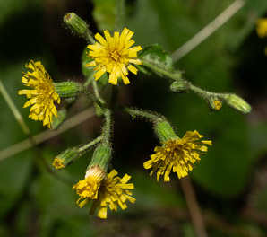 Hieracium scabrum (rough hawkweed, sticky hawkweed)