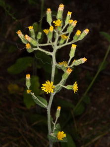 Hieracium scabrum (rough hawkweed, sticky hawkweed)