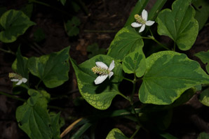 Houttuynia cordata (chameleon plant, chameleon)